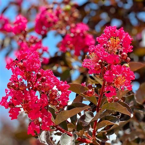 The Cultural Significance of Magenta Magic Crape Myrtle in Celebrations
